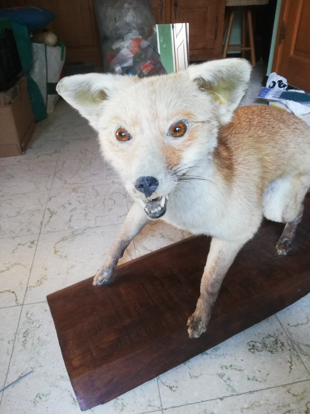 Très beau renard empaillé, Enlèvement