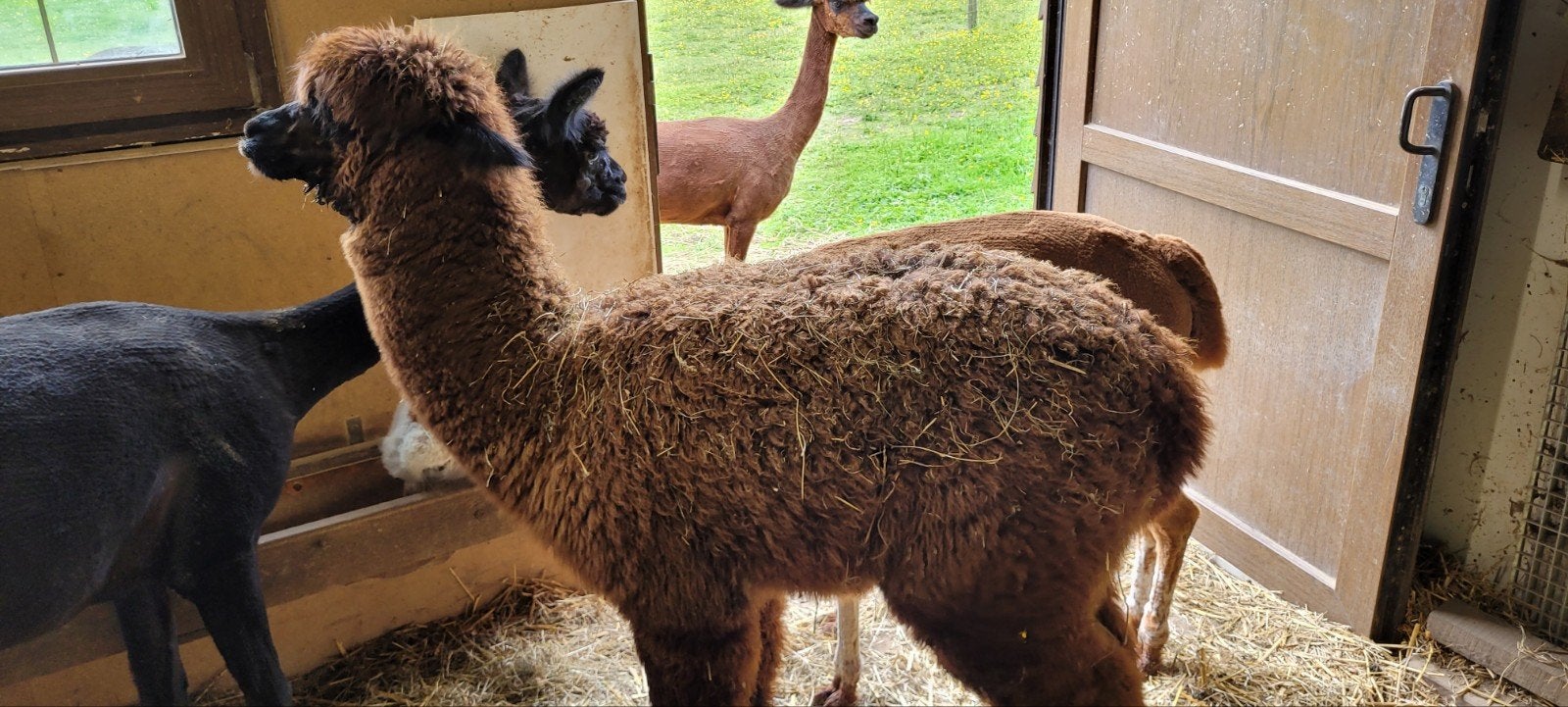 Alpaca te koop, Juli, Mannelijk