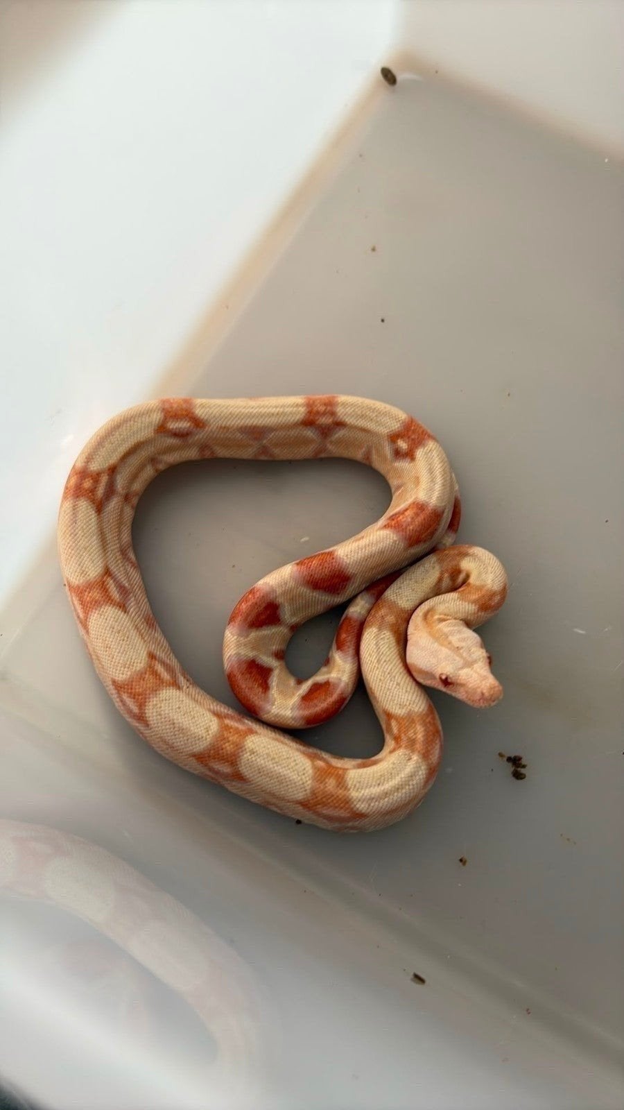 boa te ruil tegen andere boa, Dieren en Toebehoren, Reptielen en Amfibieën