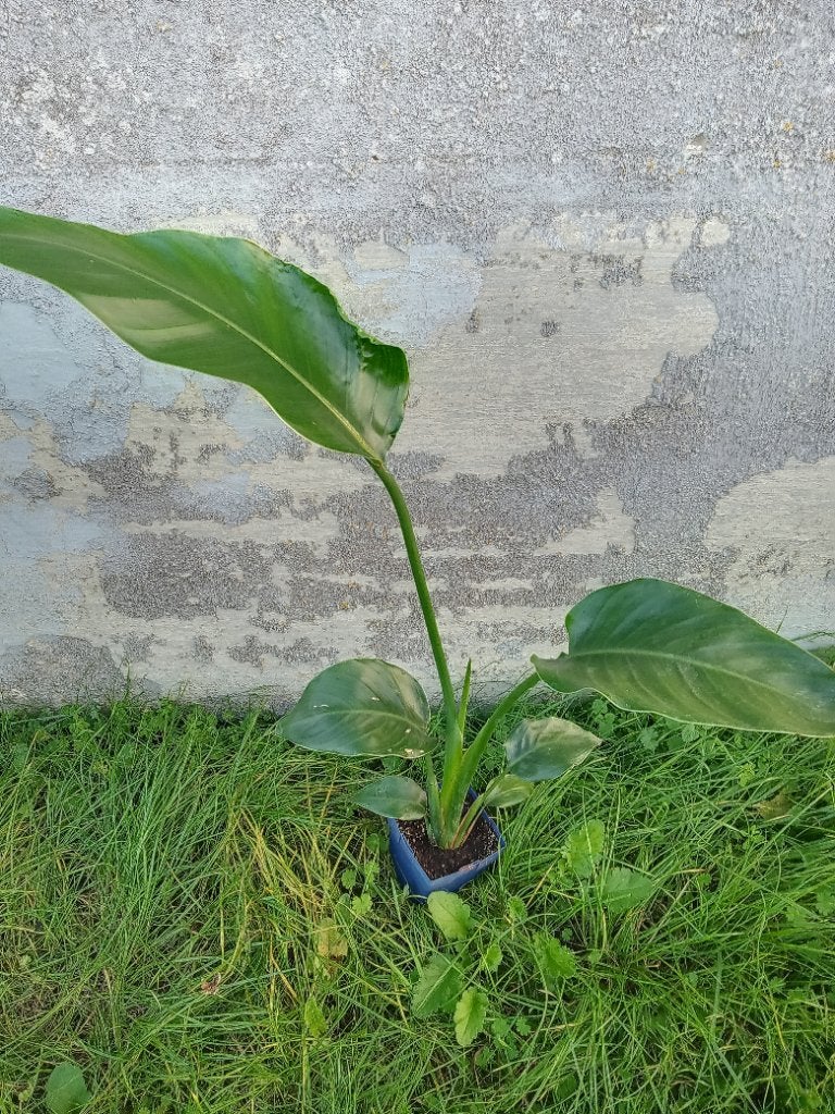 Strelitzia nicolae, Huis en Inrichting, Ophalen, Overige soorten, Halfschaduw, In pot
