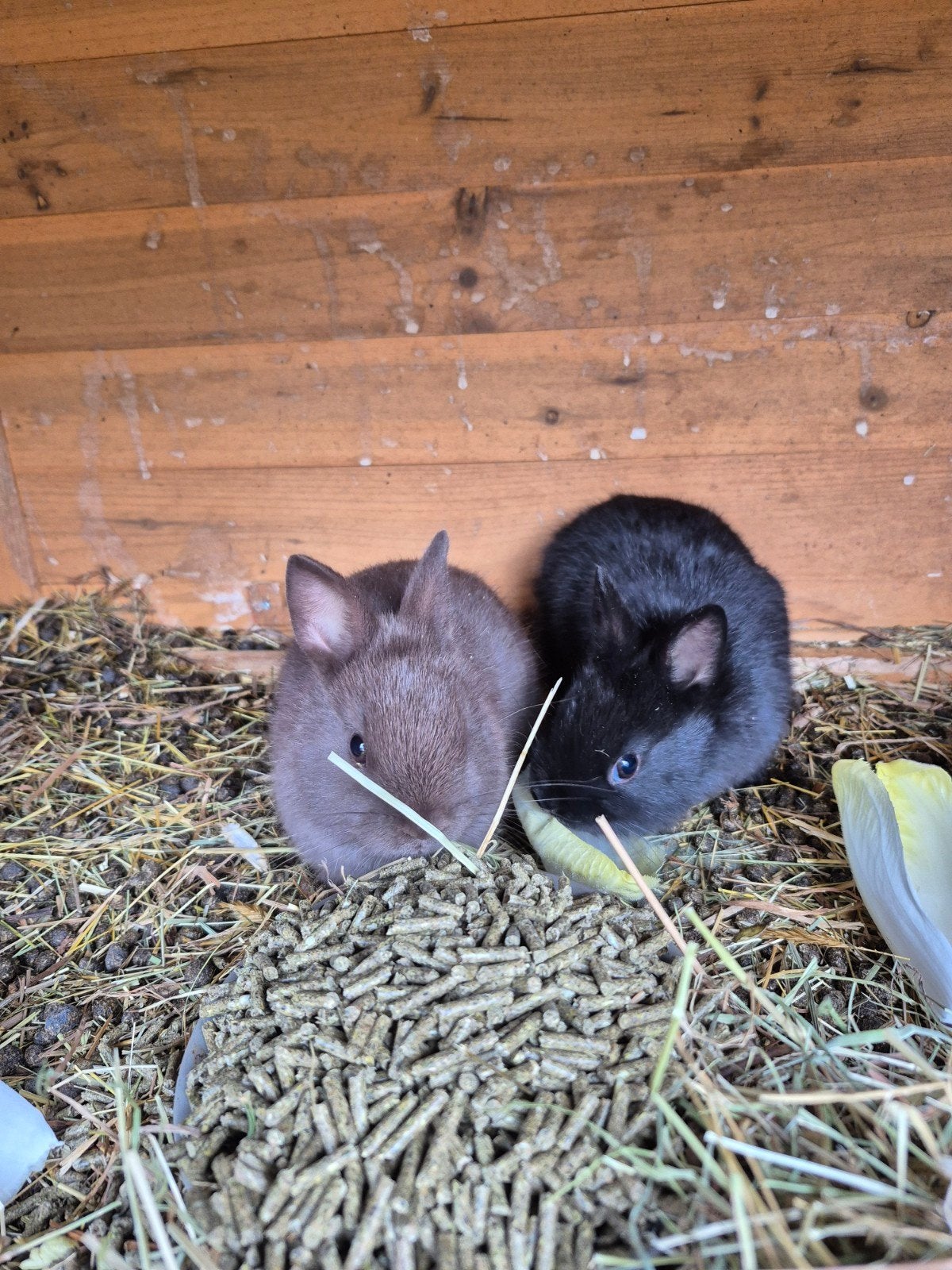 Kleurwerg mini konijntje