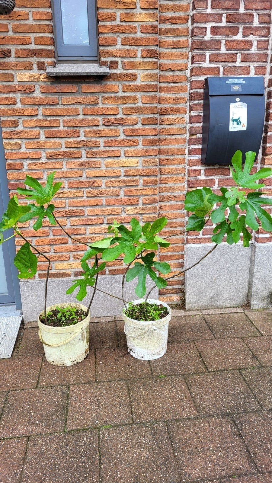 vijgenbomen per stuk voor 25 euro (Winterhard), Ophalen