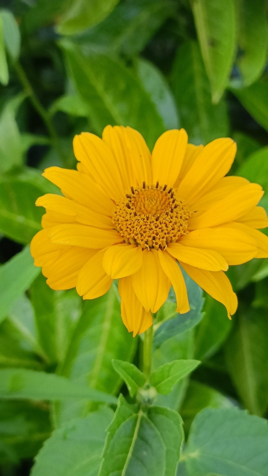 enkele heliopdis planten uitgehaald , vanaf 1,5 euro, Tuin en Terras, Planten | Tuinplanten, Ophalen, Vaste plant