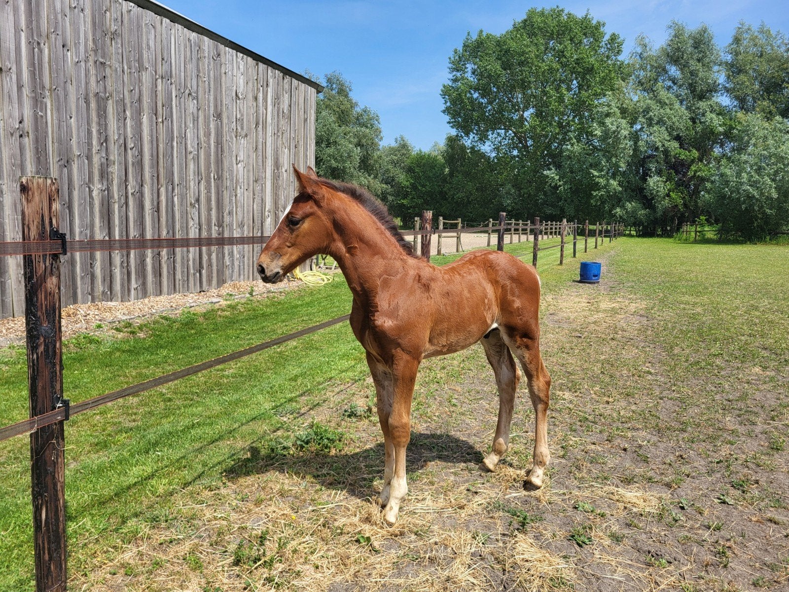 Hengstenveulen van Ube Vd bisschop X Der Senaat, Dieren en Toebehoren, Paarden