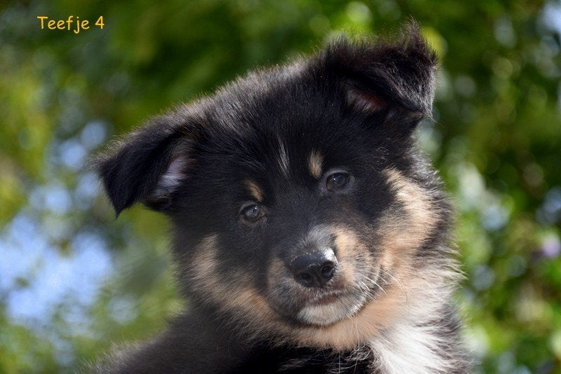 Prachtige kruising Herder pups, Maladie de Carré (chiens), Plusieurs, Belgique, Plusieurs animaux