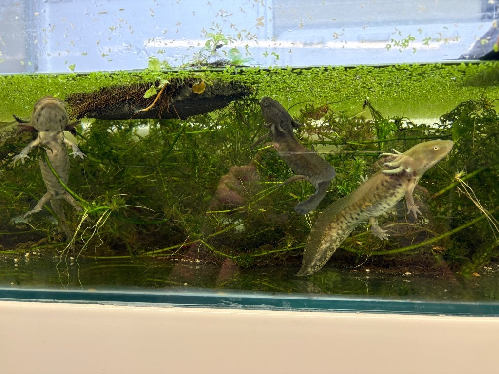 Tijgersalamander, Animaux & Accessoires, Reptiles & Amphibiens, Amphibien, 0 à 2 ans
