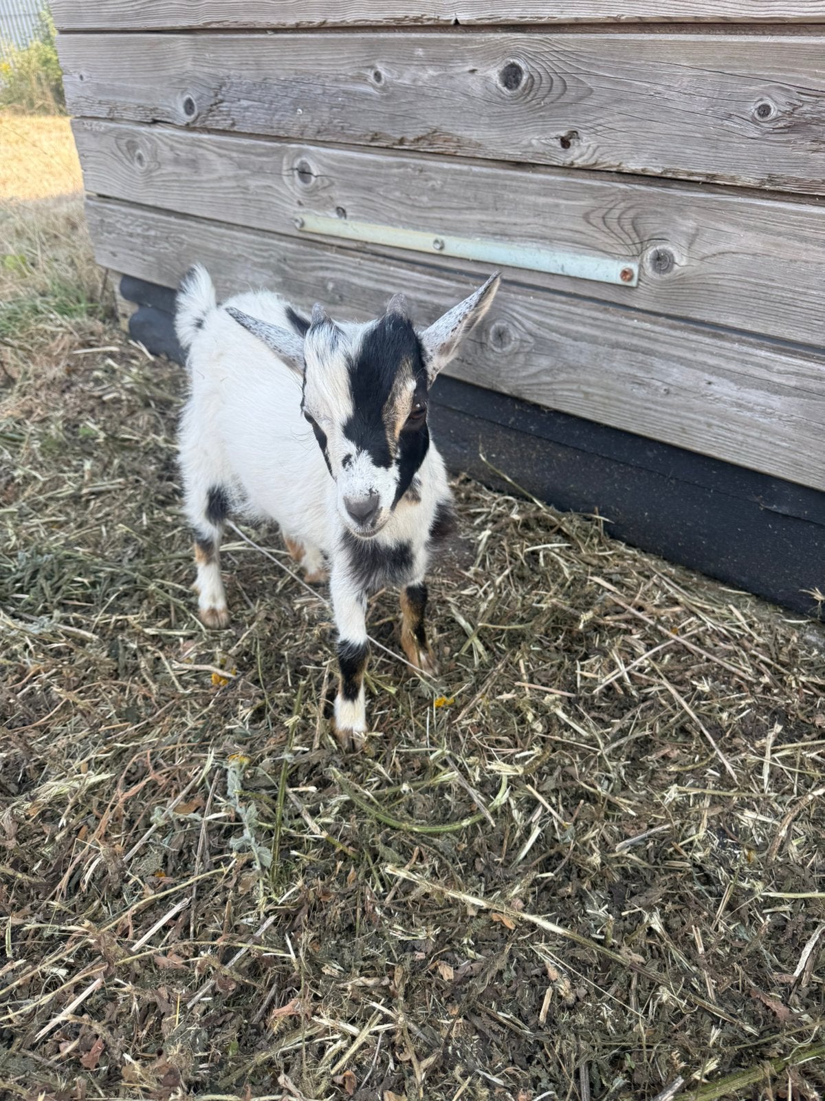 Bokje, Dieren en Toebehoren
