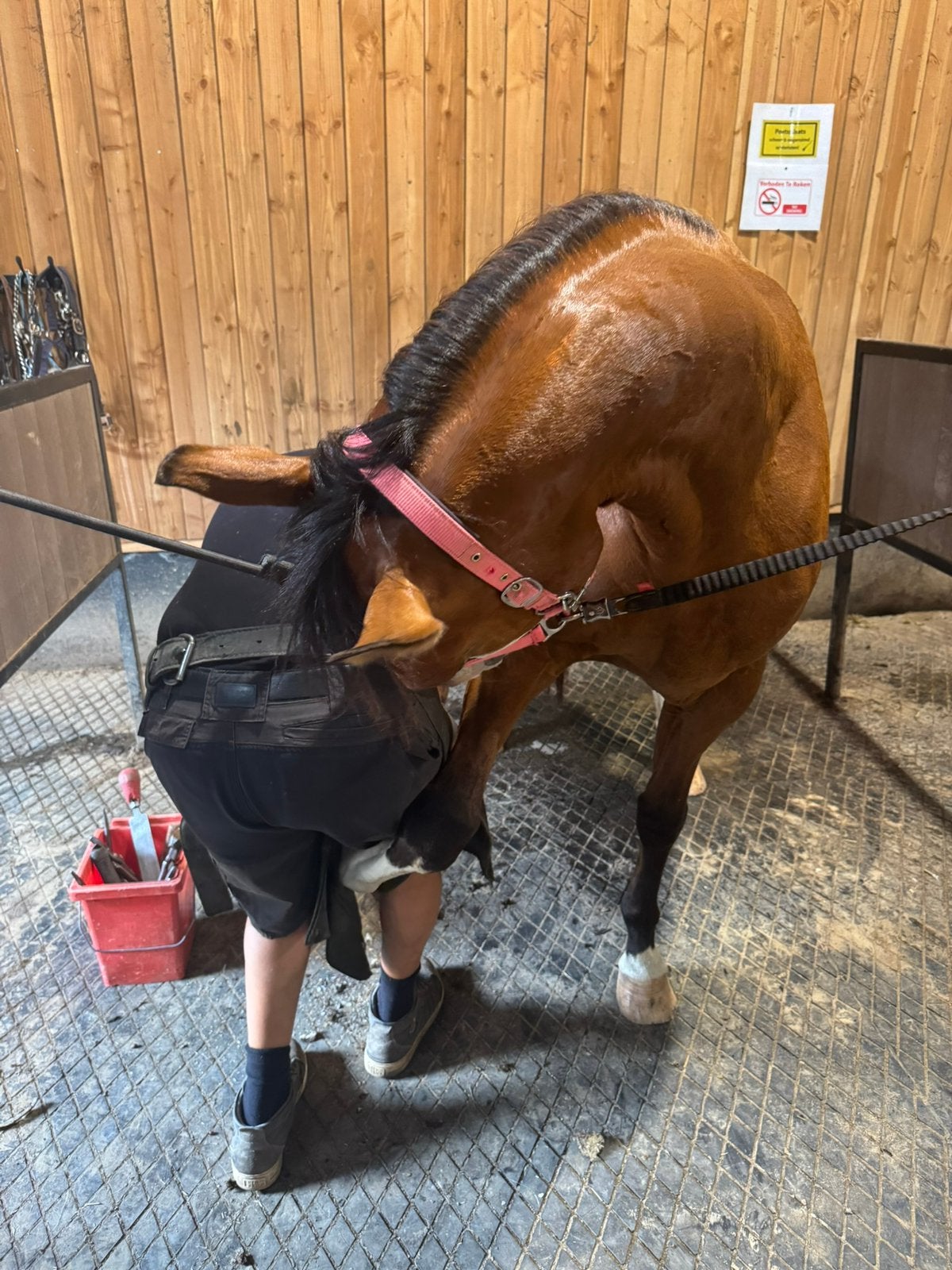 Nieuw huis gezocht/ te koop paint merrie, Avec puce électronique, Poney western, Ne s'applique pas, Poney E (1.48 m - 1.57m)