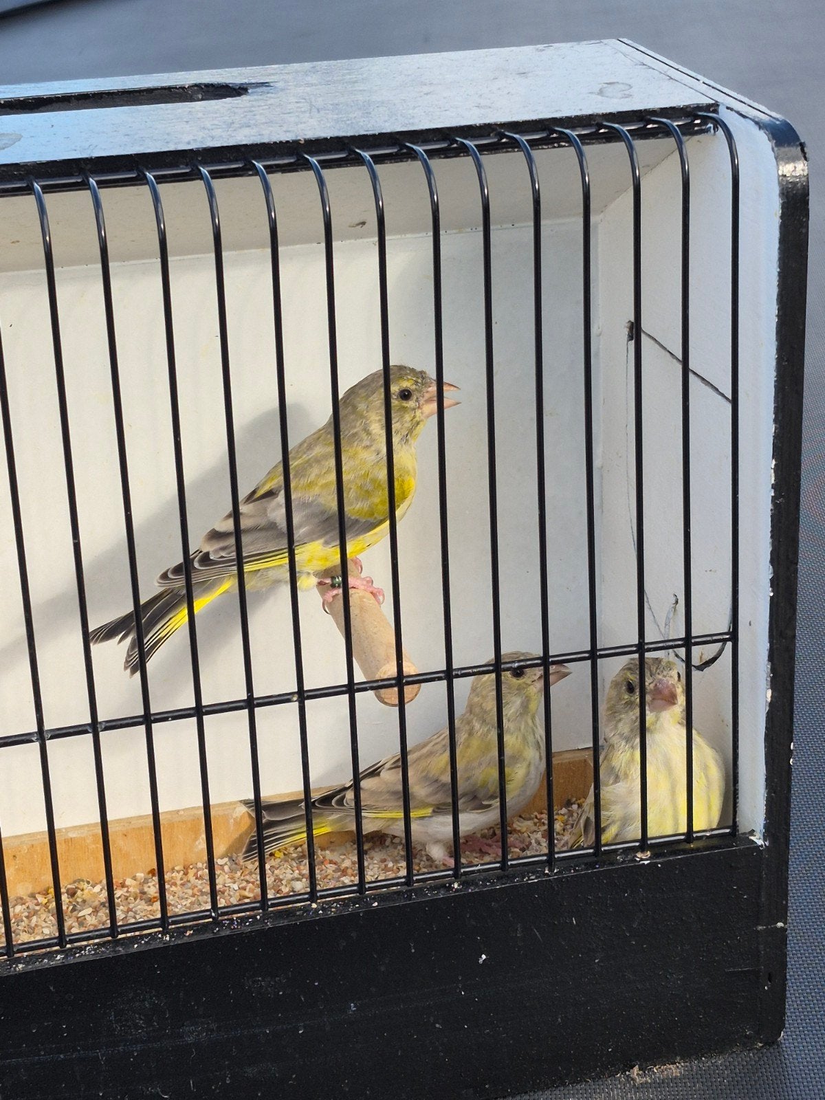 groenvinken 26, Meerdere dieren, Wildzangvogel, Geringd