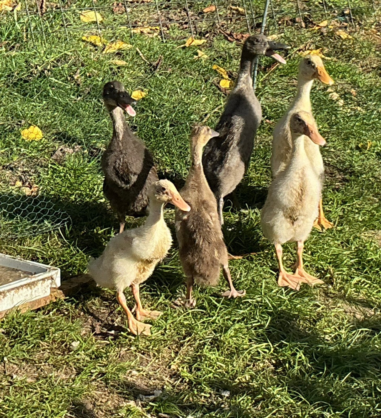 Loopeenden, Dieren en Toebehoren, Geslacht onbekend, Eend