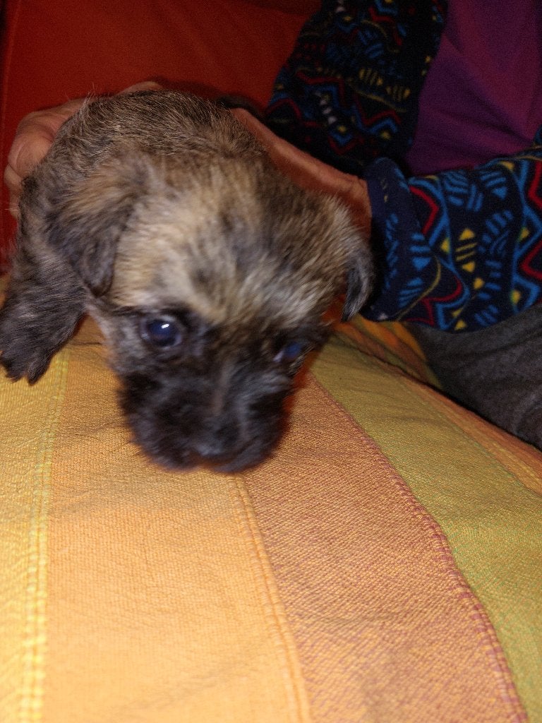 Cairnterrier puppy te koop 1 reu en 1 teef, Dieren en Toebehoren, Overige merken, Ophalen, Nieuw, Overige typen