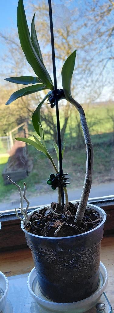 Orchidée Dendrobium kingianum, Autres espèces, En pot, Plante à fleurs, Moins de 100 cm