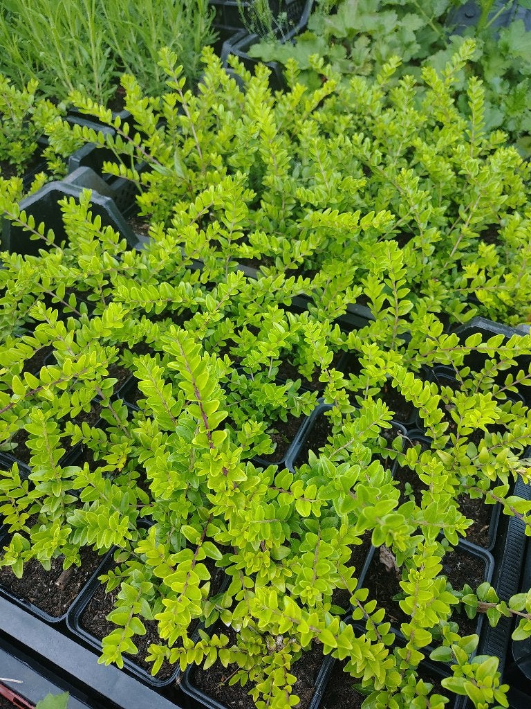 Lonicera (Kamperfoelie) P9, Tuin en Terras, Ophalen, Vaste plant