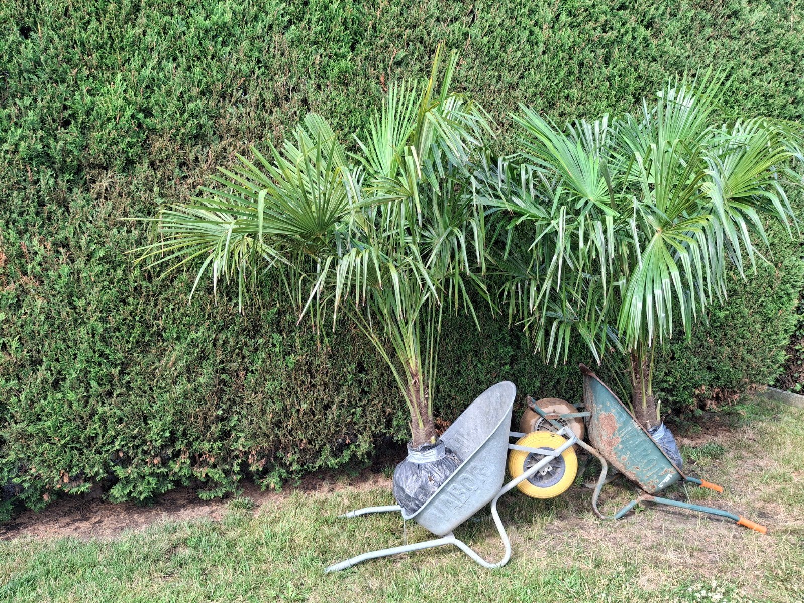 Mooie trachycarpus fortunei. Wintervast, Enlèvement