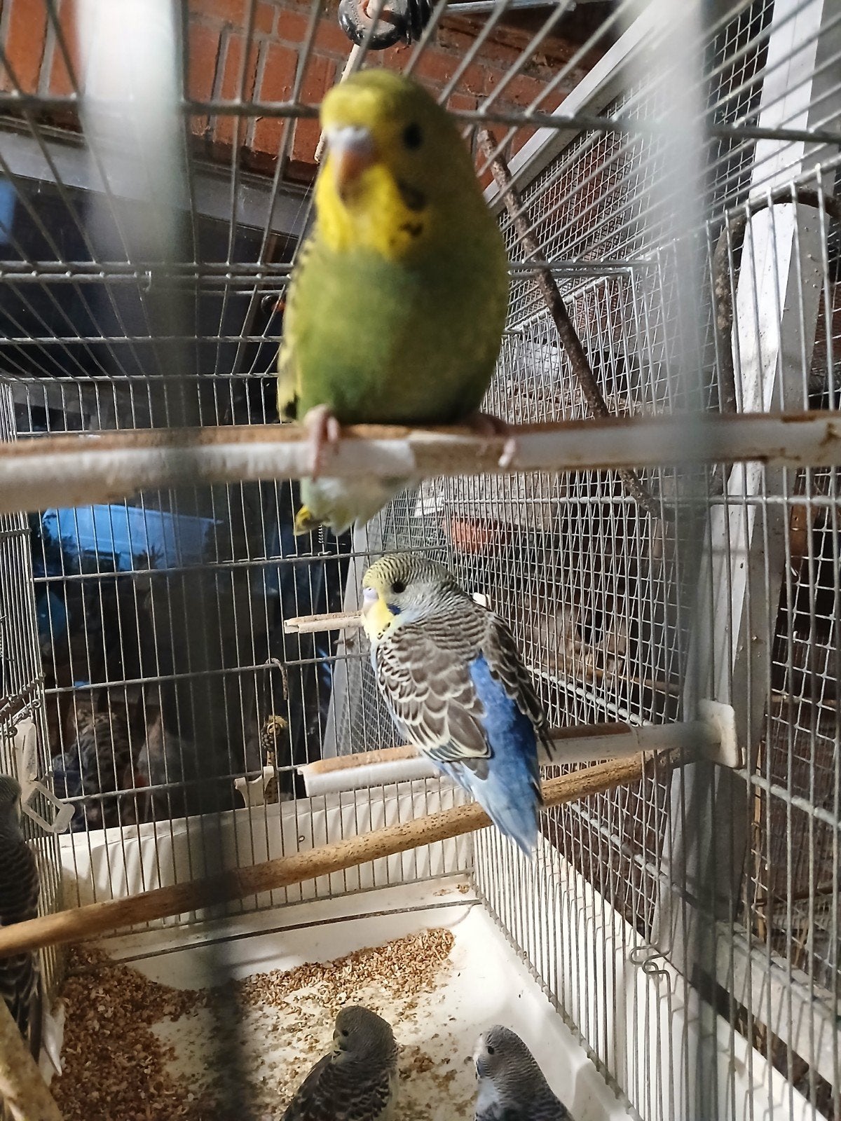 jonge grasparkieten  5 euro per  stuk, Dieren en Toebehoren
