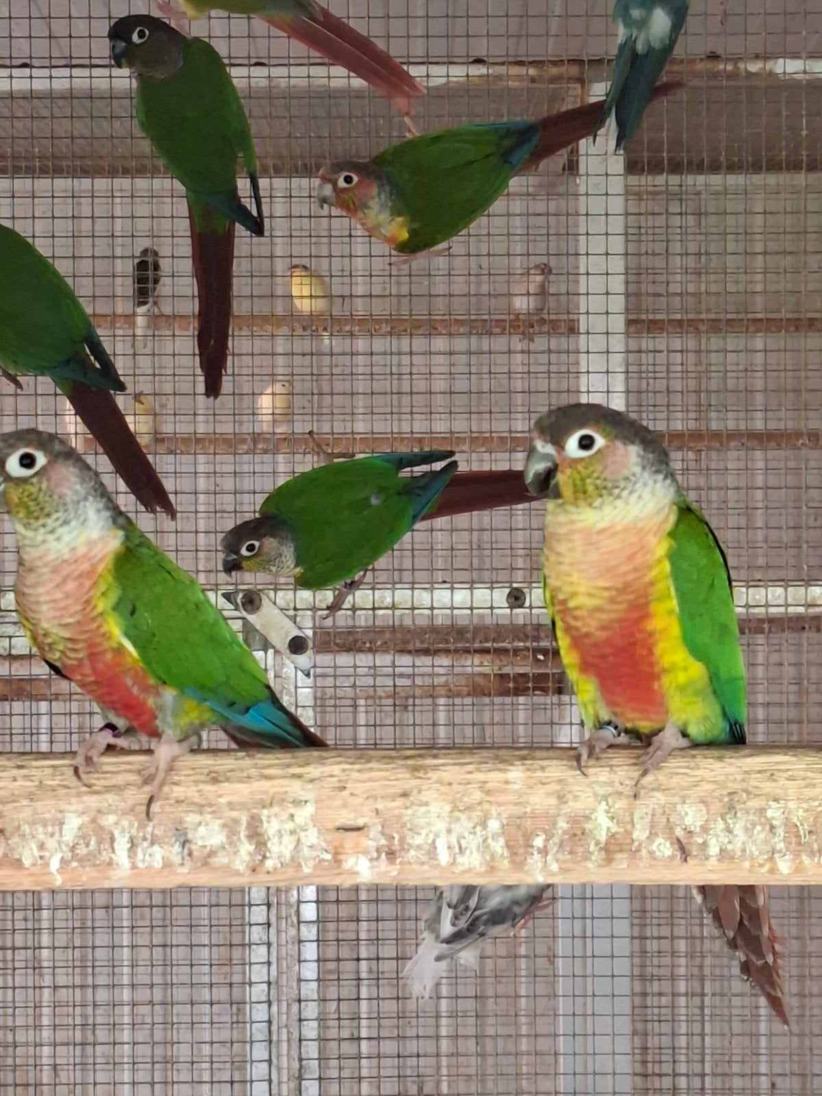 Phyrura   40euro stuk   kweekrype vogels