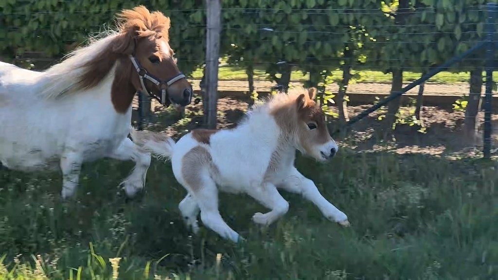 Shetlandpony, Animaux & Accessoires, Poneys, Avec puce électronique, Poney de récréation, Poney A (jusqu'à 1.17 m), Étalon