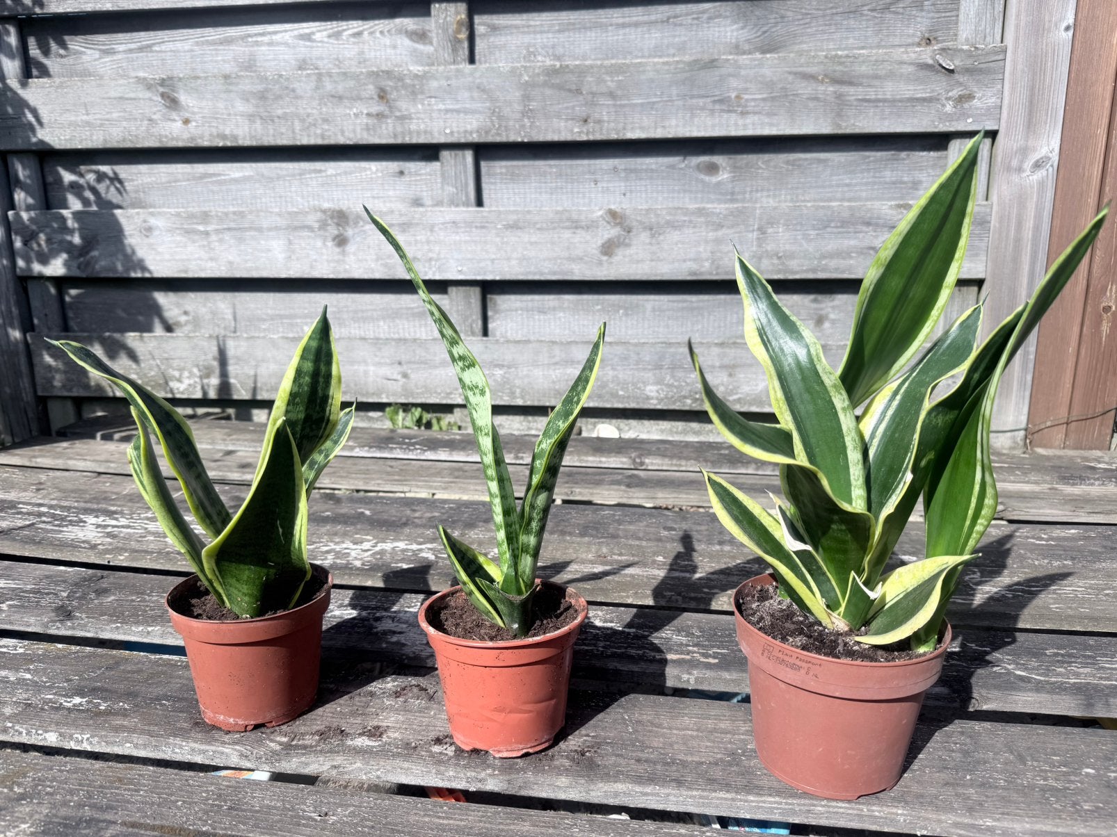 Sanseveria’s (vrouwentongen), Tuin en Terras, Ophalen