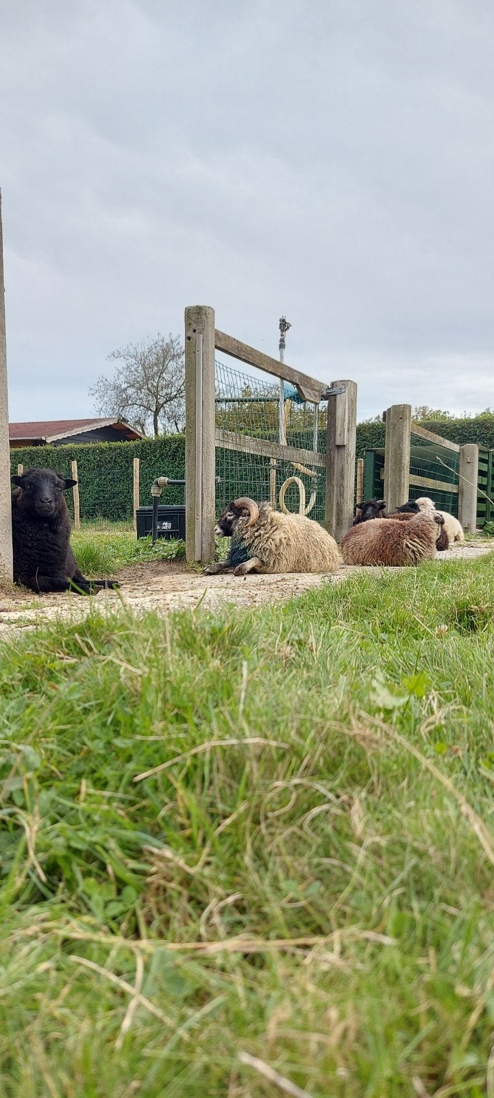 Diverse Quessanten Ouessanten