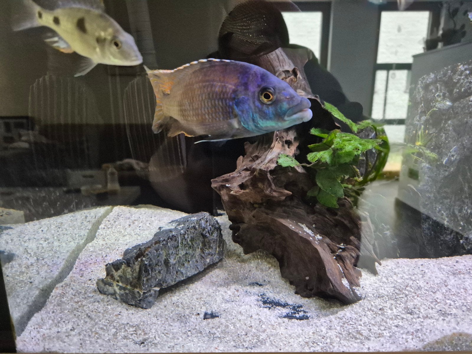 Malawicichlide  - Placidochromis Milomo, Dieren en Toebehoren, Vissen | Aquariumvissen, Vis, Zoetwatervis