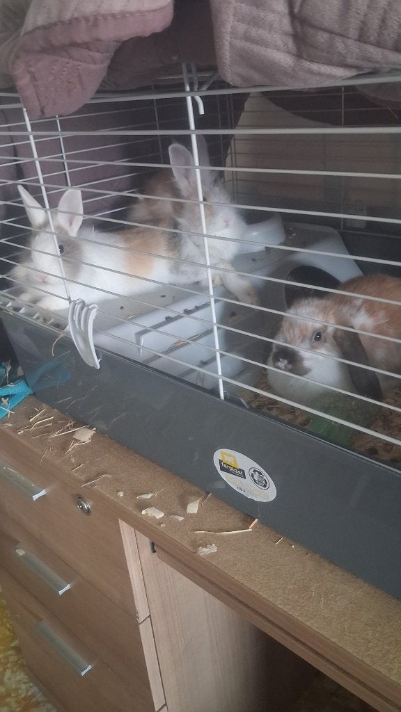 Konijnen, Février, Plusieurs animaux