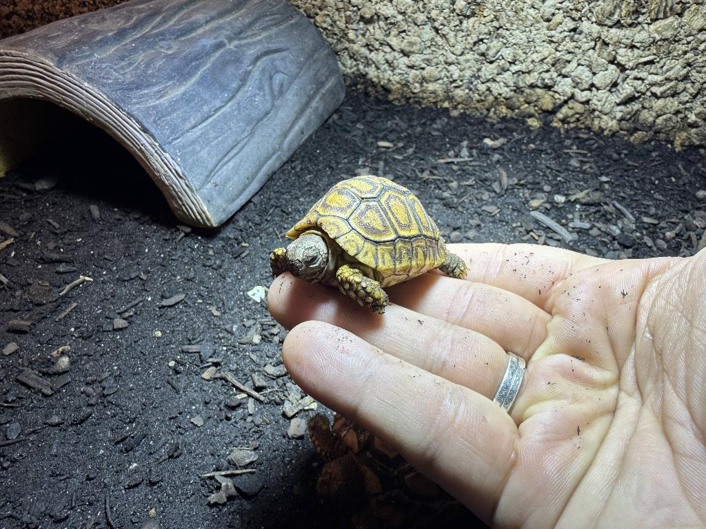 Stigmochelys Pardalis Babcocki Panterschildpad eigen nakweek, Schildpad, 0 tot 2 jaar