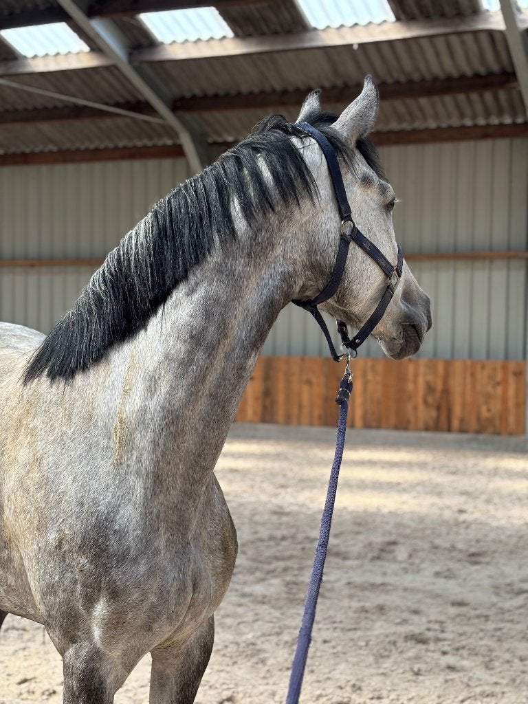 Dressuurpaard, Dieren en Toebehoren, Paarden, Merrie, Onbeleerd, 165 tot 170 cm, 3 tot 6 jaar, Dressuurpaard, Met stamboom, Gechipt