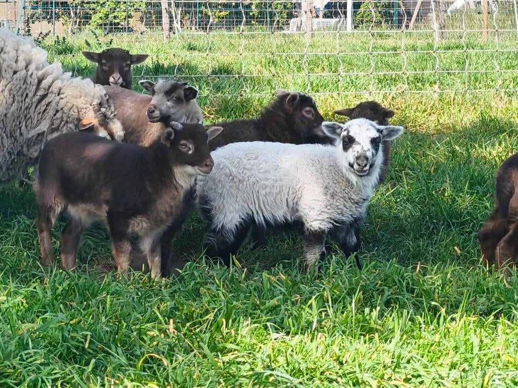 Shetland lammeren, Dieren en Toebehoren