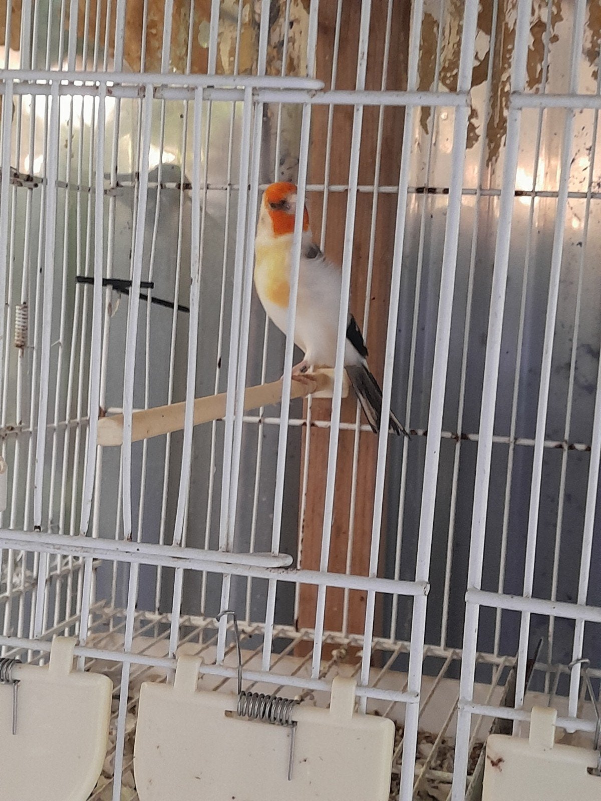 witte kop man van 2025 100eur, Dieren en Toebehoren