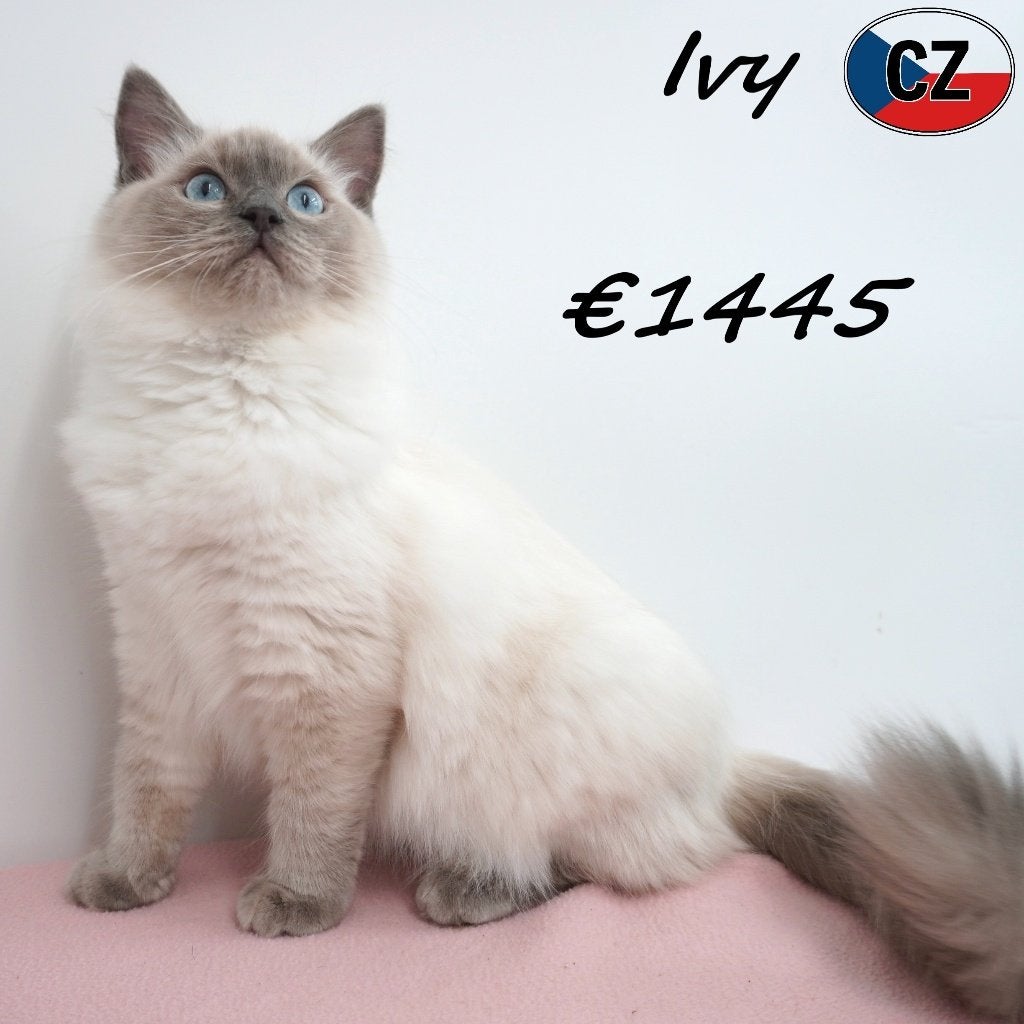 Superbes chatons Ragdoll au pelage soyeux, Plusieurs animaux, Avec puce électronique, 0 à 2 ans