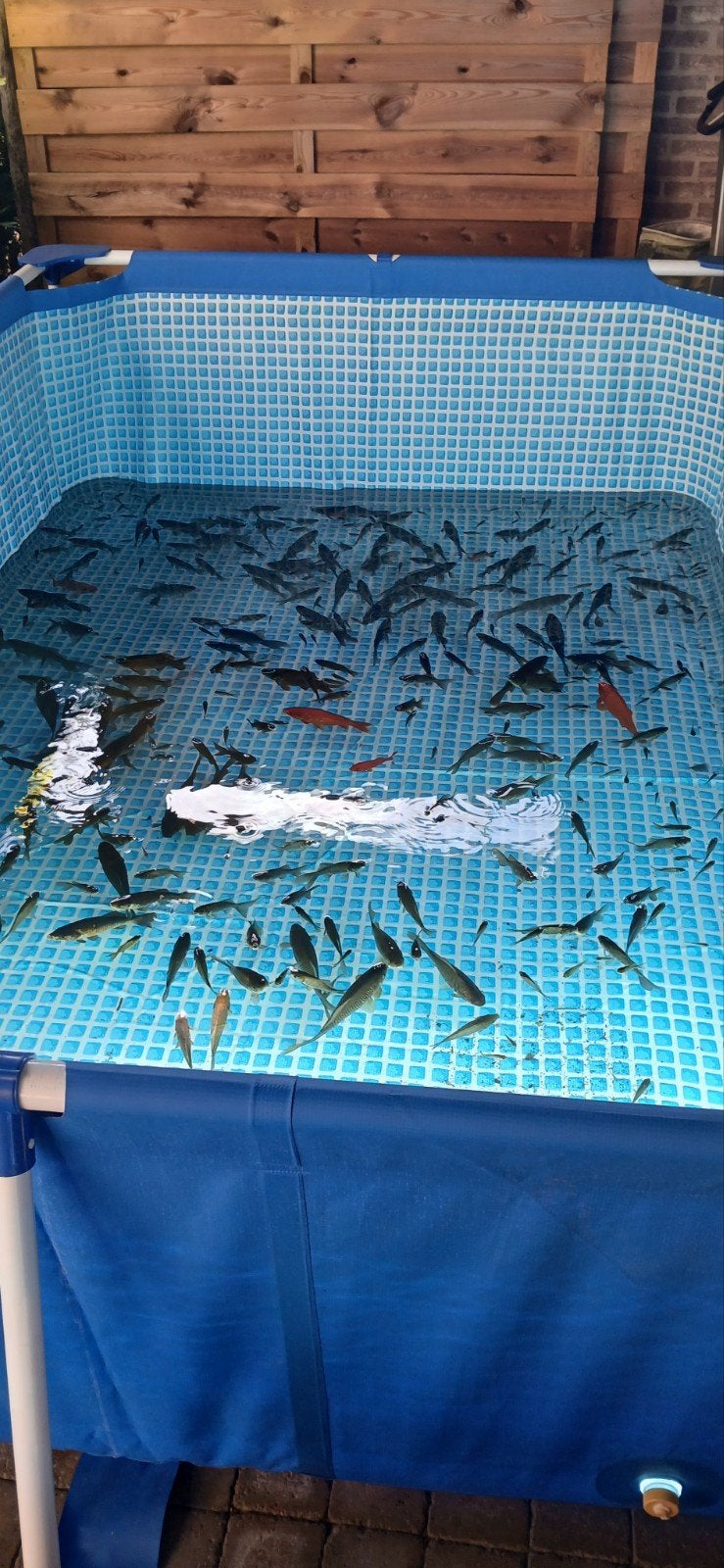 450 jonge Japanse koi's, Dieren en Toebehoren