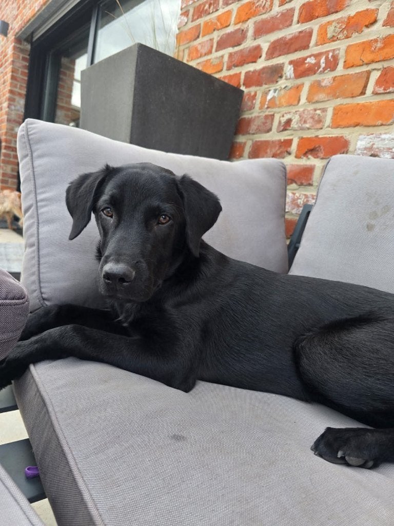Labrador, Dieren en Toebehoren, België, Particulier, 15 weken tot 1 jaar, Reu