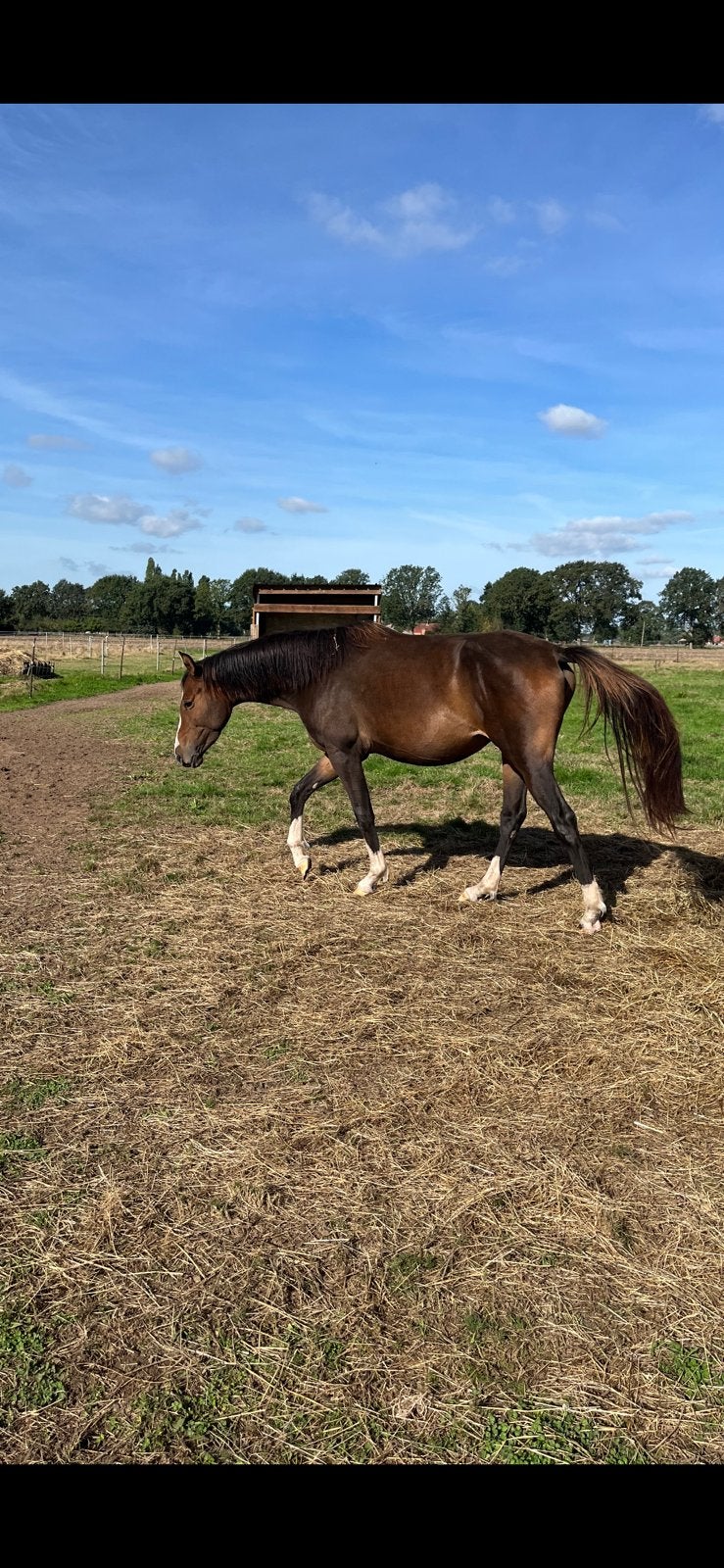 E pony te koop / klein paard, Avec pedigree, Poney de saut, Non dressé, Poney E (1.48 m - 1.57m)