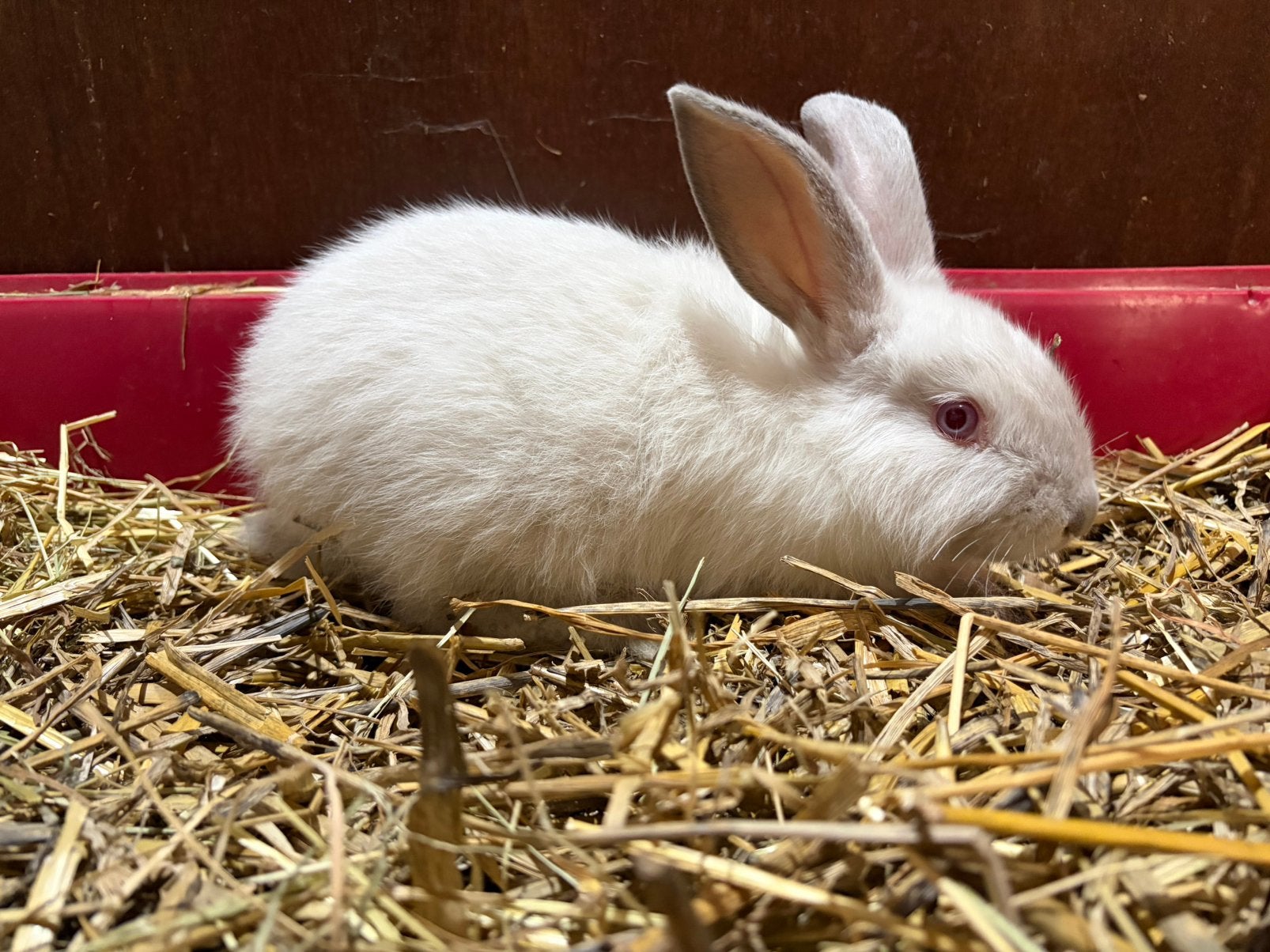 Knappe jonge konijntjes, Plusieurs animaux, Grand, 0 à 2 ans