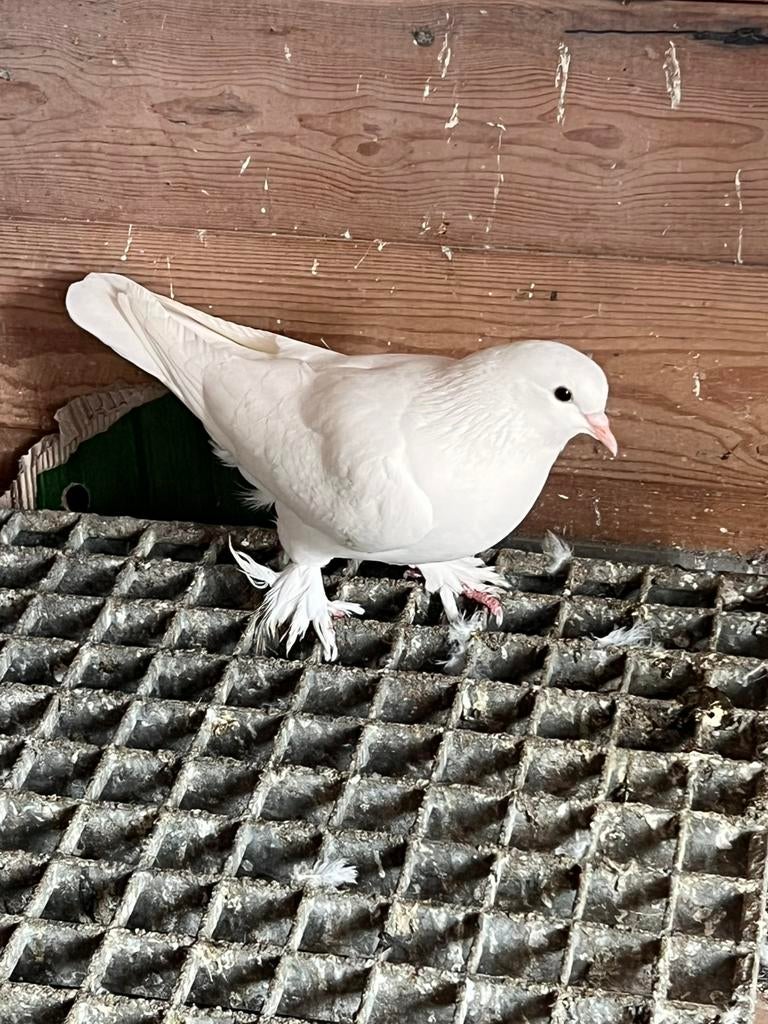 Takka duif wit man, Dieren en Toebehoren, Vogels | Duiven