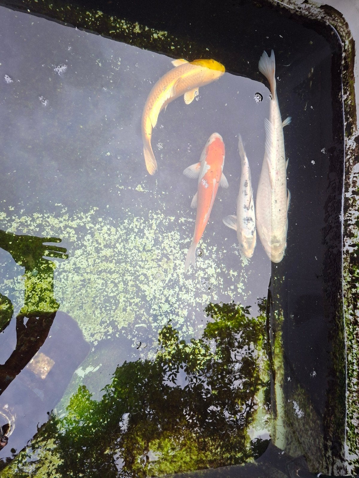4 japanse kois