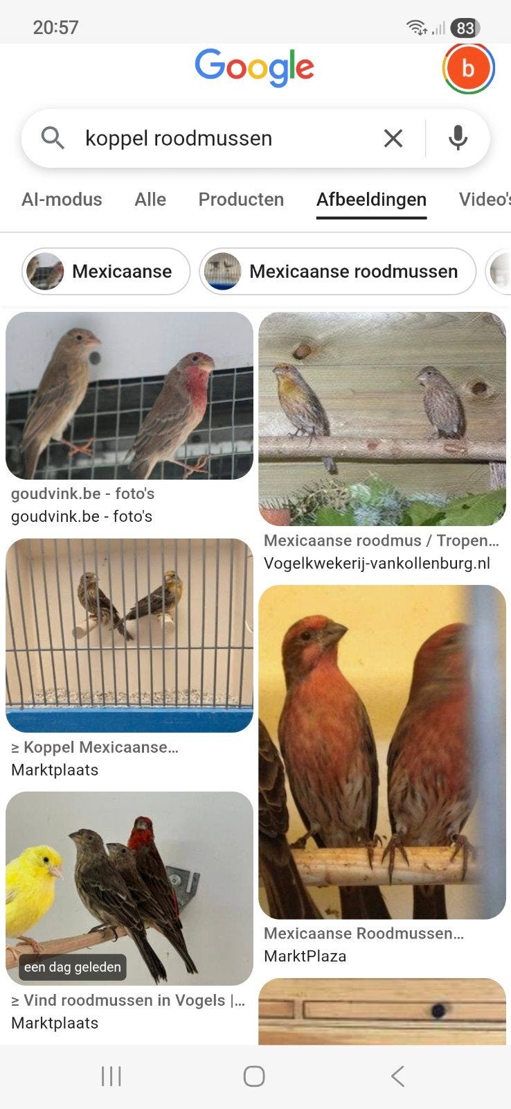 roodmussen, Dieren en Toebehoren, Vogels | Overige Vogels
