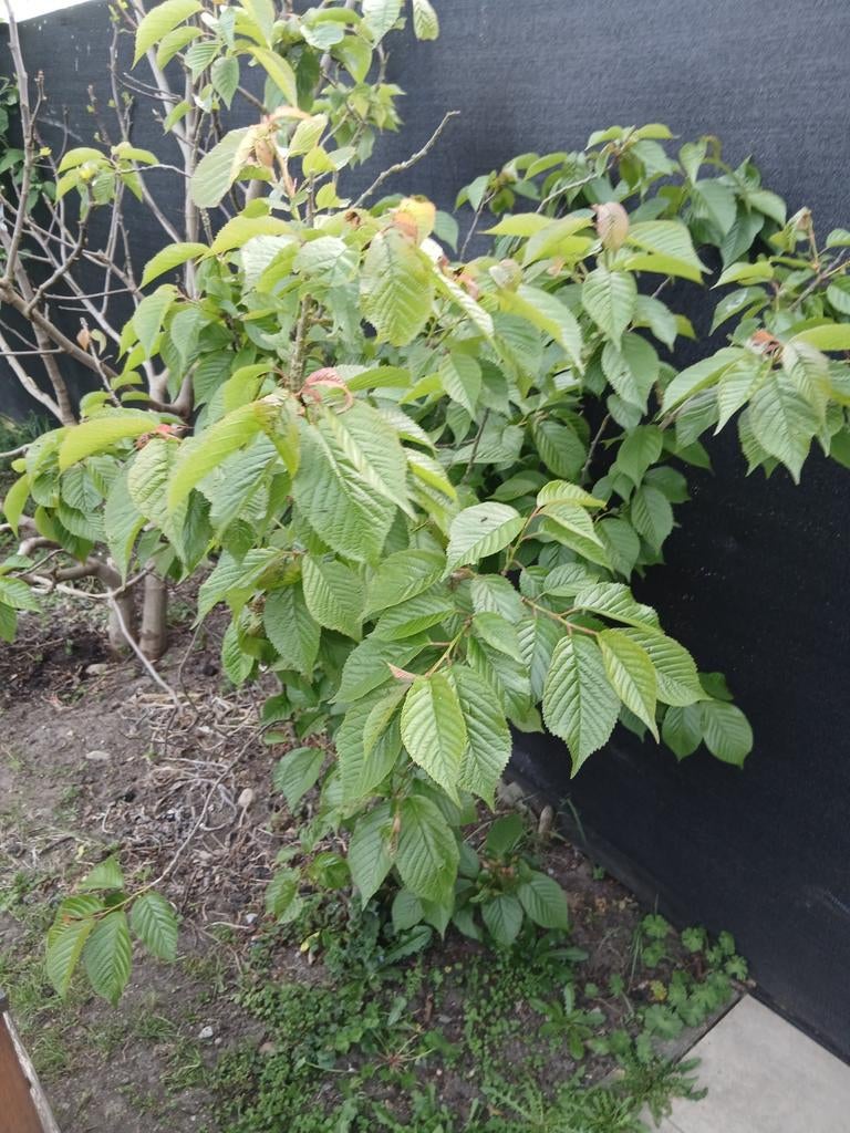 Kersenboom laagstam, Ophalen