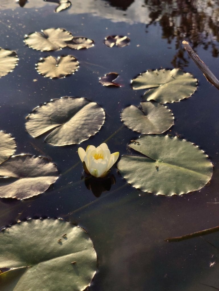 Witte waterlelieplant, Tuin en Terras, Ophalen, Zo goed als nieuw