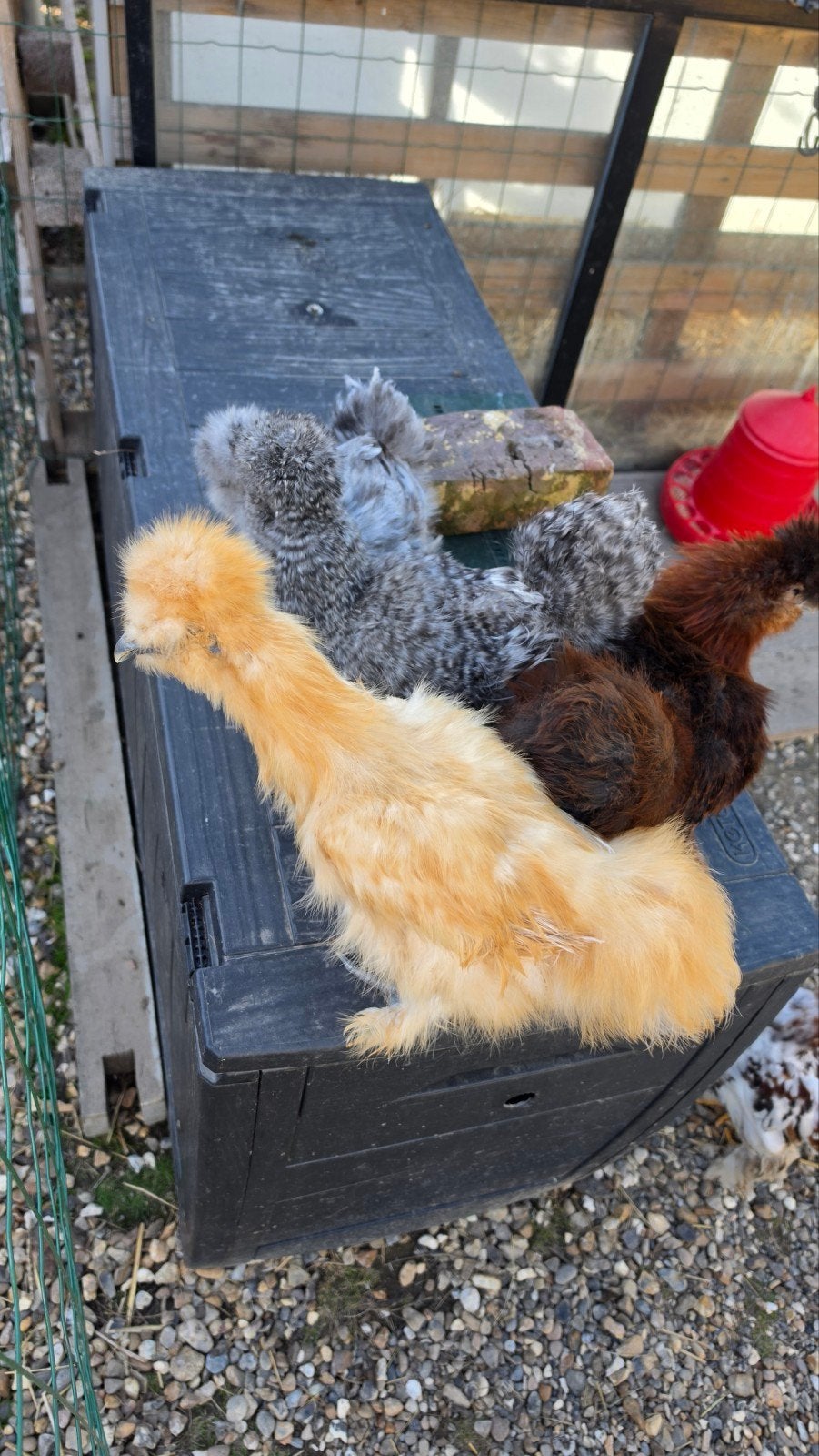 Zijdehoen haan/hen – raszuiver – €25, Kip
