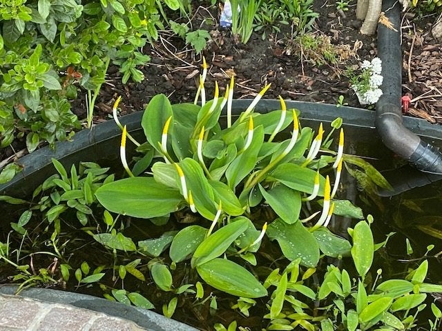 Vijver, Tuin en Terras, Vijvers, Ophalen
