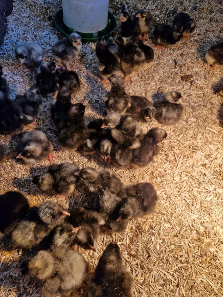 Mechelse koekoek kuikens, Plusieurs animaux, Poule ou poulet