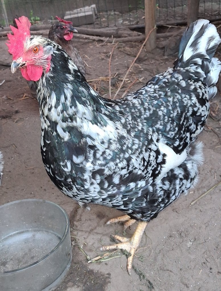 Pita Pinta Asturier kippen, Plusieurs animaux, Poule ou poulet