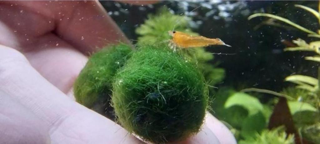 Cladophora aegagropila, Marimo « boule de mousse », plante d, Enlèvement ou Envoi