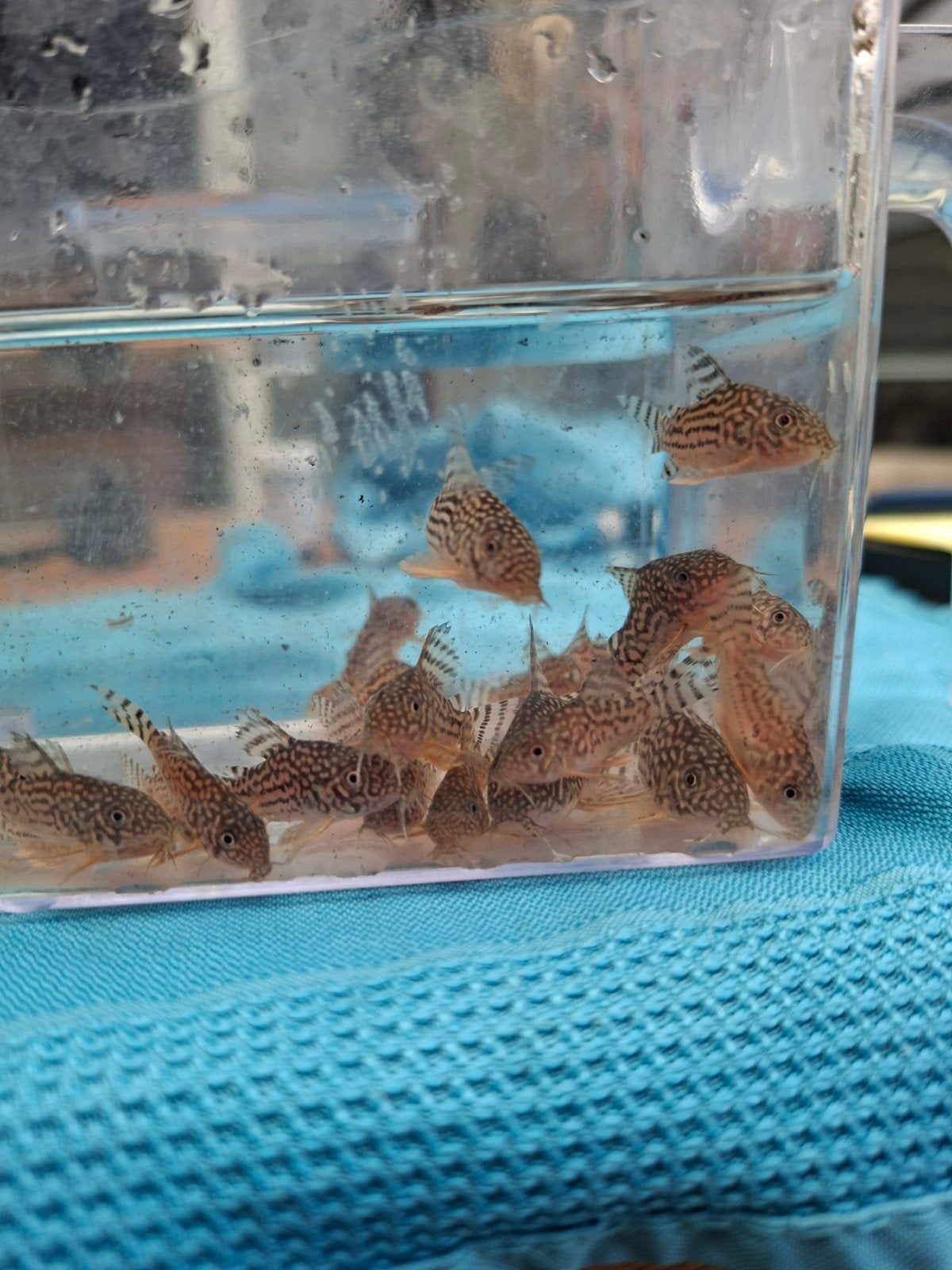 corydoras sterbai 2cm en groter locatie maastricht