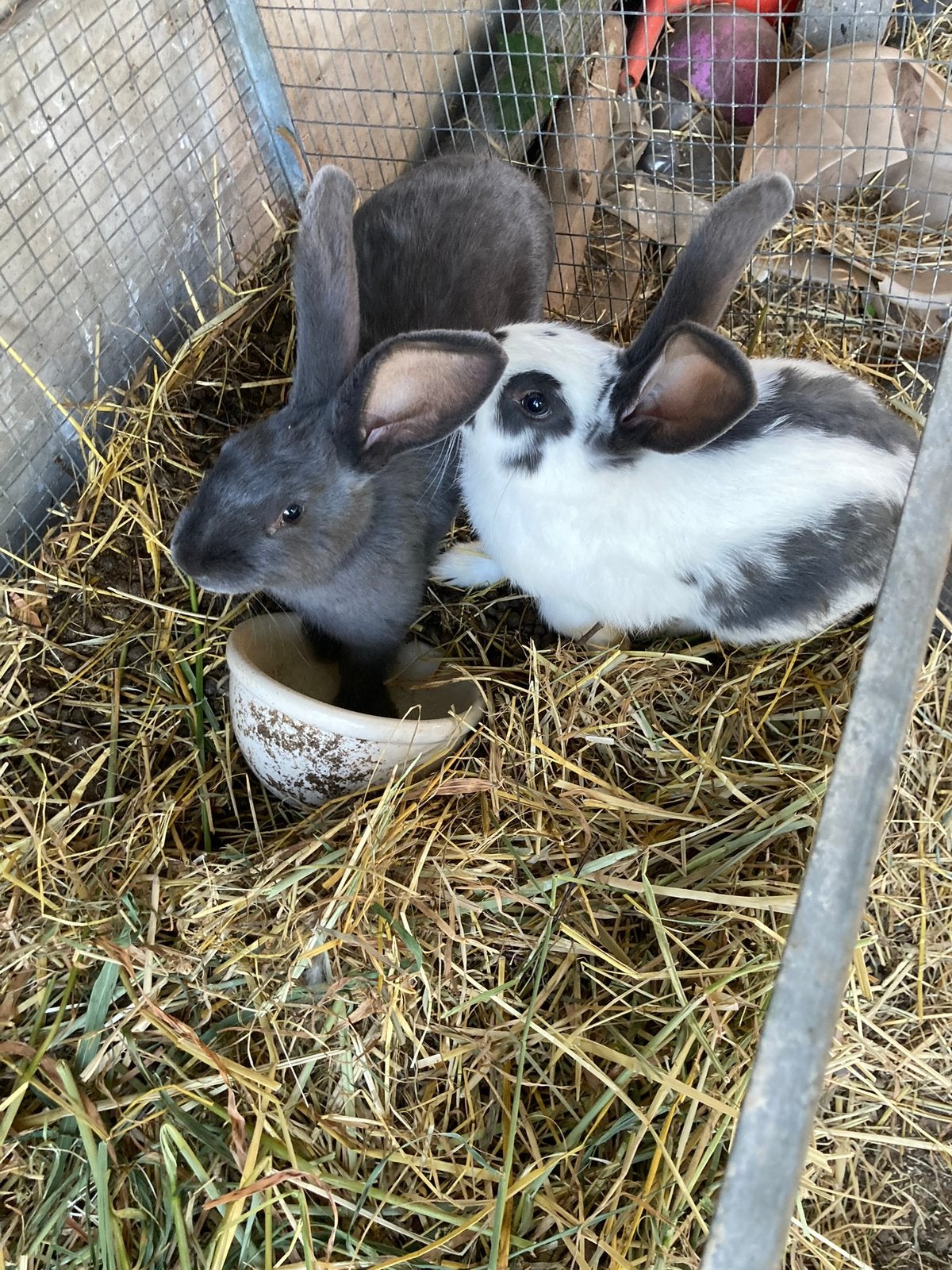 Vlaamse reusjes, Dieren en Toebehoren