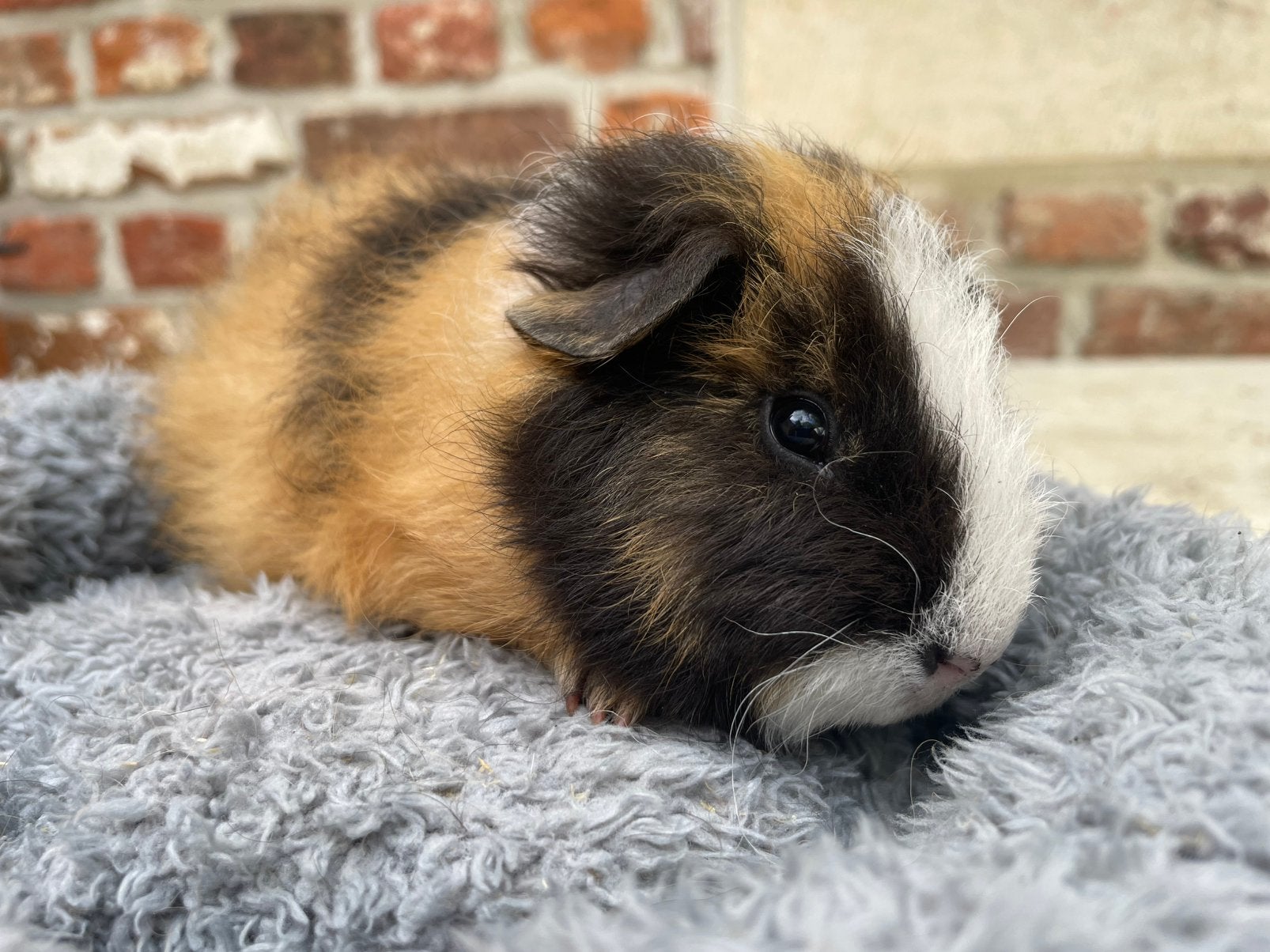 Cavia mannetje, Animaux & Accessoires, Rongeurs, Mâle, Domestique, Avril, Cobaye