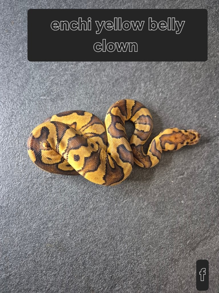 Python regius Ball Python - unknown for sale from Thomas