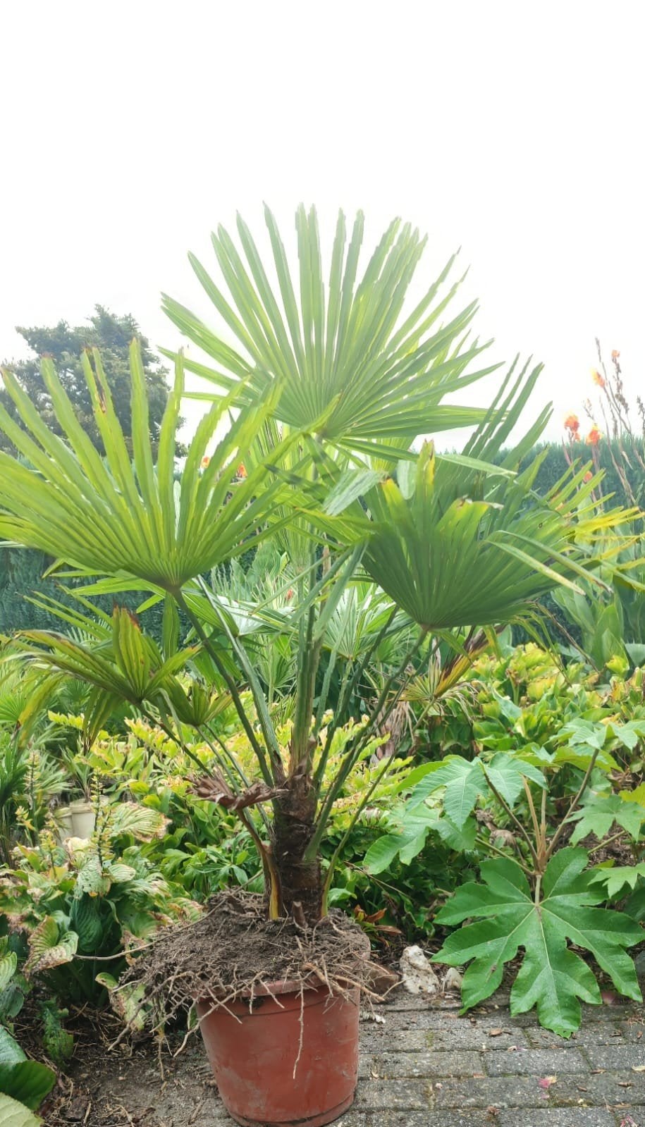 palmbomen trachycarpus fortenei winterhard, Ophalen