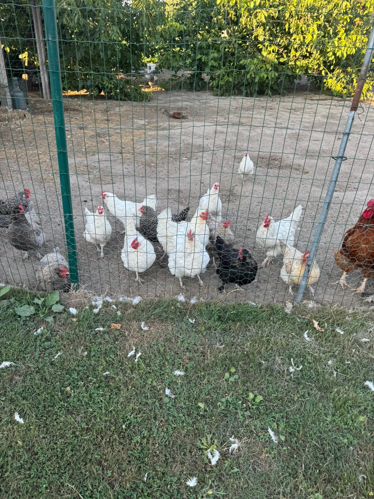 Hennen, Dieren en Toebehoren, Vrouwelijk